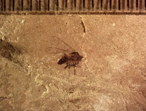 undet. Diptera