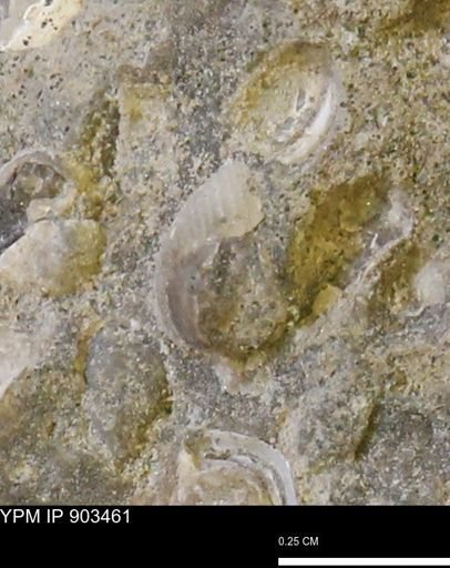 Corbulamella?