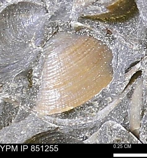 Limopsis striatopunctatus