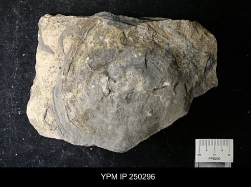 undet. Stromatoporoidea