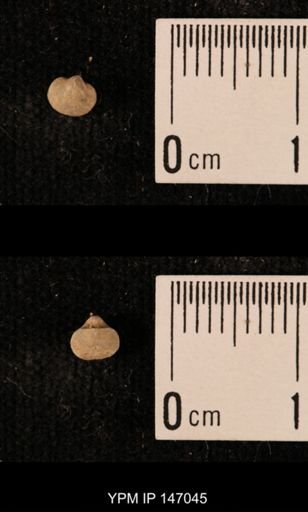 Ambocoelia planoconvexa