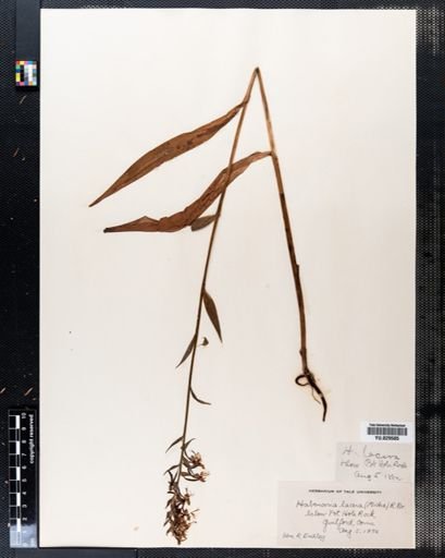 Habenaria lacera