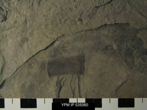 undet. Eurypterida