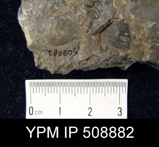 Dalmanella testudinaria