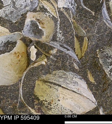 Protocardia sp.