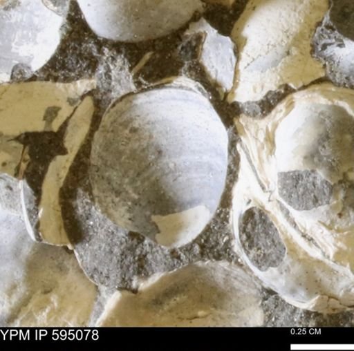 Protocardia sp.