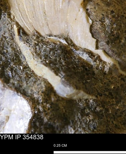 undet. Mollusca