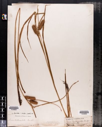 Carex lurida