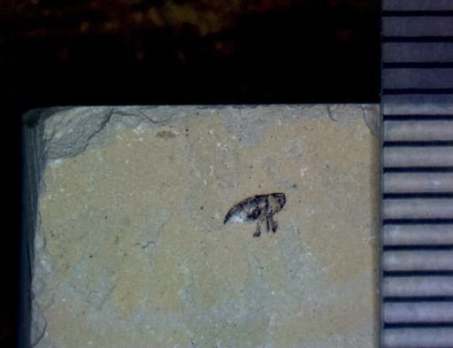 undet. Coleoptera