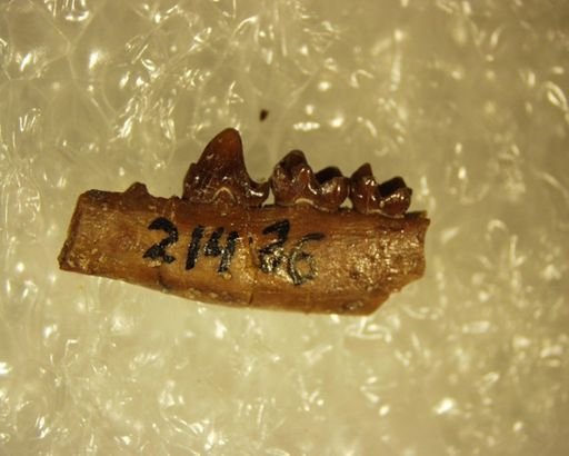 Adapisoricidae