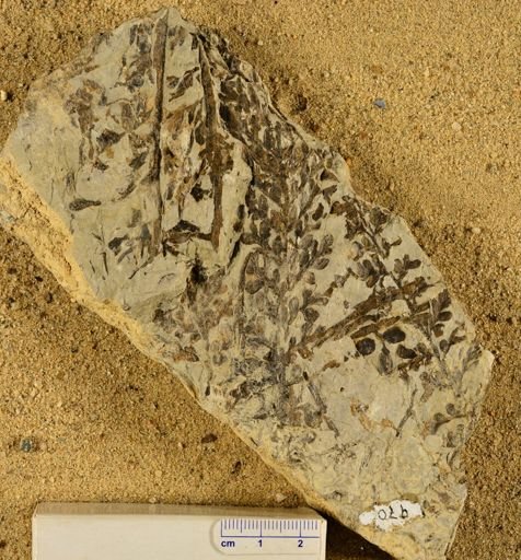 Triphyllopteris rarinervis
