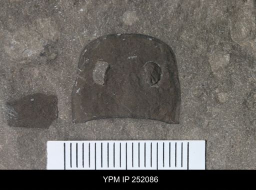 Eurypterus sp.