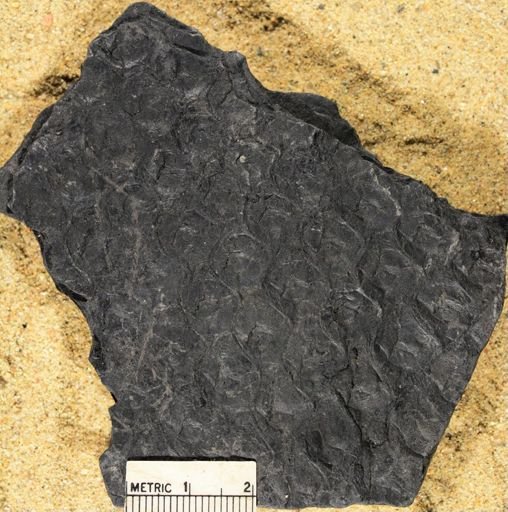 Lepidodendron sp.