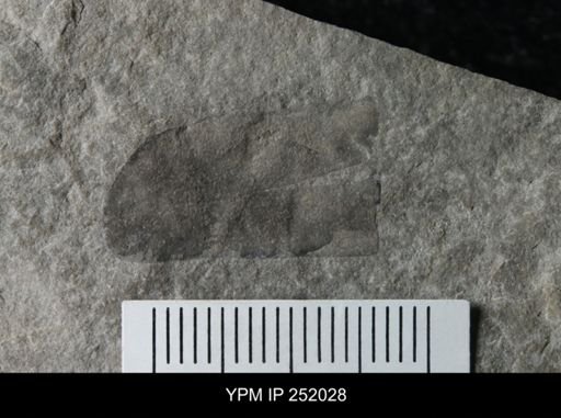 Eurypterus sp.