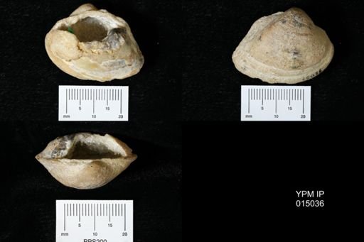 Parreysia tatrotensis