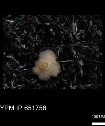undet. Rugoglobigerinidae