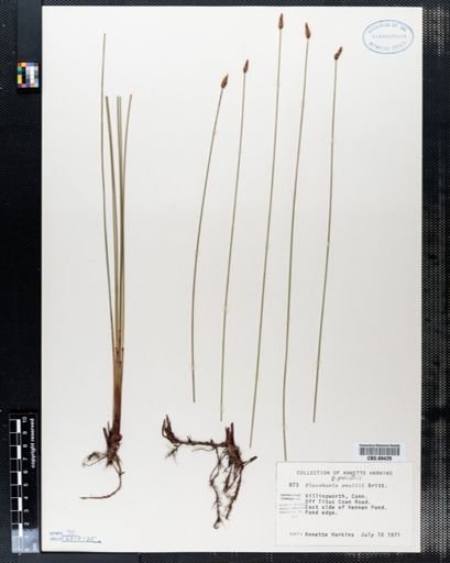 Eleocharis smallii