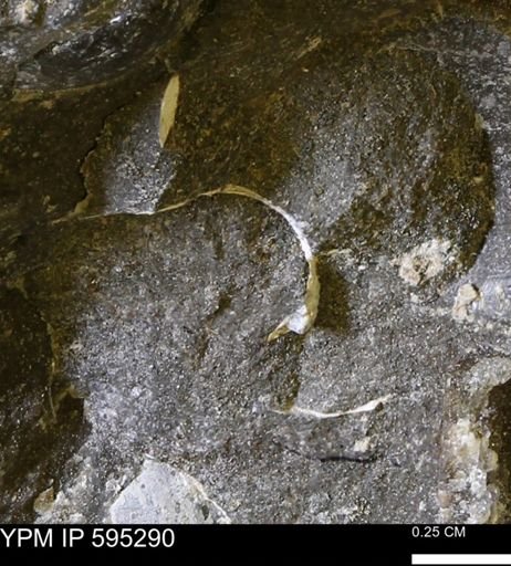 Protocardia sp.