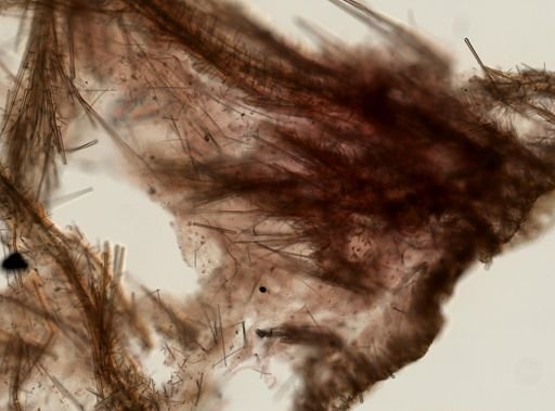 Eurypon sp.