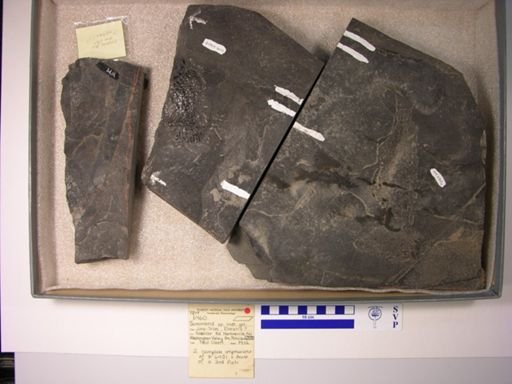 Semionotidae