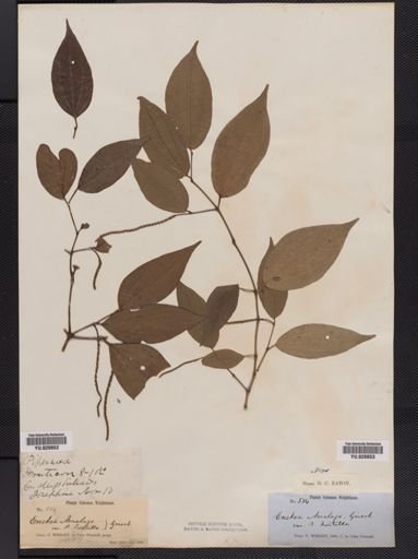Piper richardianum