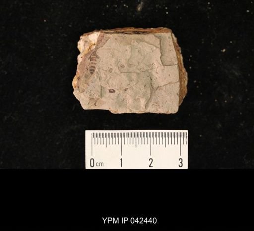 undet. Hexapoda
