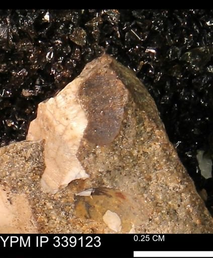 undet. Bivalvia