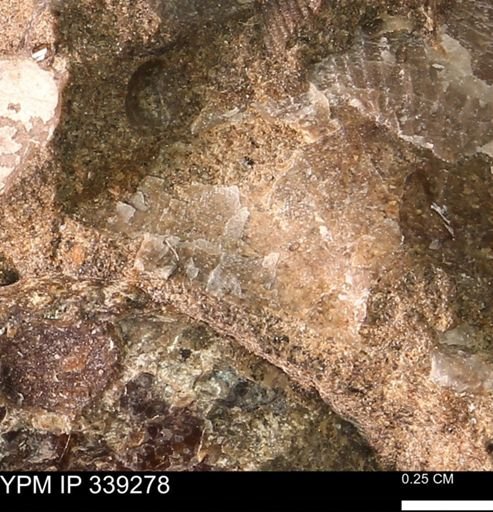 Oxytoma (Hypoxytoma) nebrascana