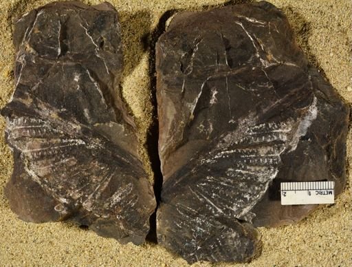Pecopteris miltoni