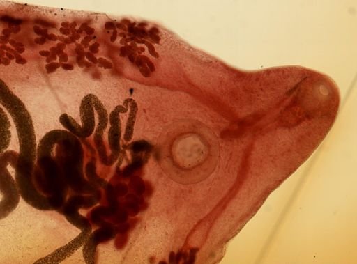 Prosthogonimus macrorchis