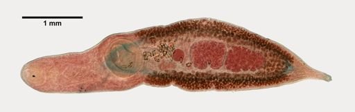 Psilochasmus oxyurus
