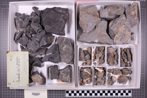 mixed taxa, stratigraphic collection
