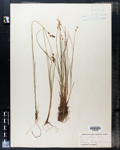 Carex interior