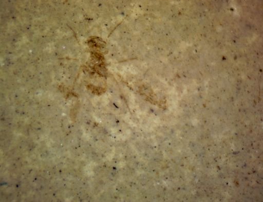 undet. Hexapoda
