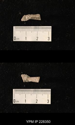 Pseudorthoceras knoxense
