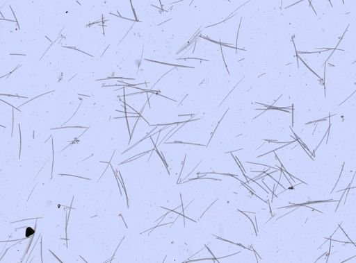 Halichondrida