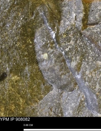 undet. Scaphitidae