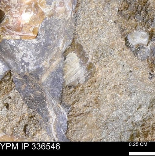 undet. Bivalvia