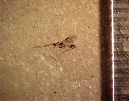undet. Hymenoptera