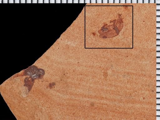undet. Curculionidae