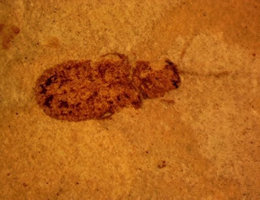 undet. Coleoptera