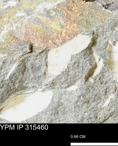 undet. Mollusca