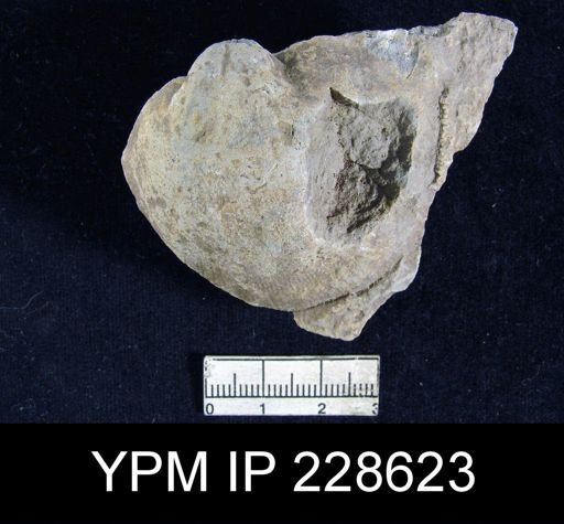 Derbya sp.