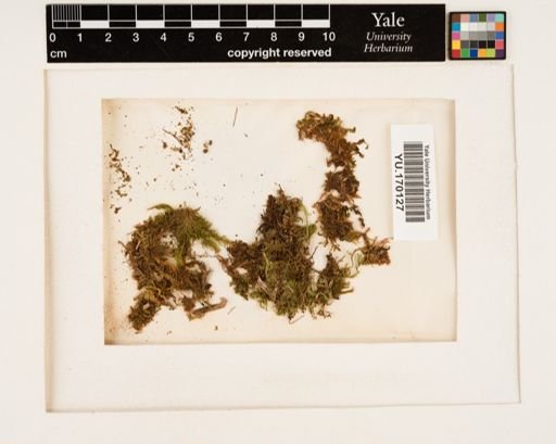 Plantae