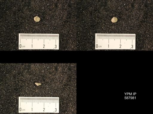 Zygospira modesta