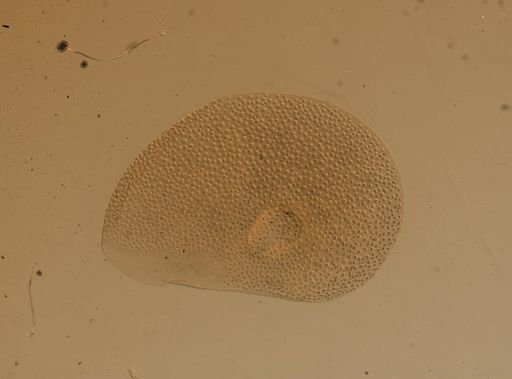 Lagisca impatiens
