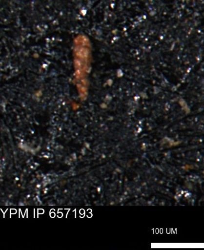Verneuilinoides kansasensis