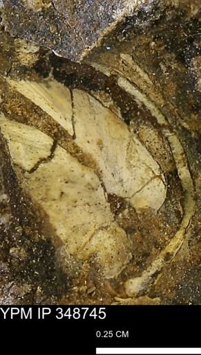 undet. Bivalvia