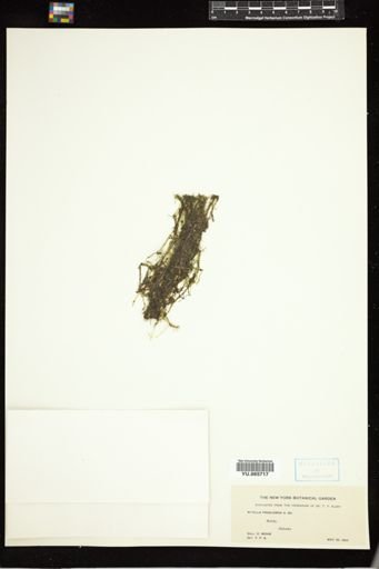 Nitella praelonga