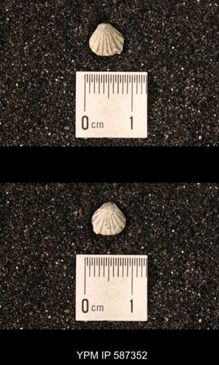 Camarotoechia whitei